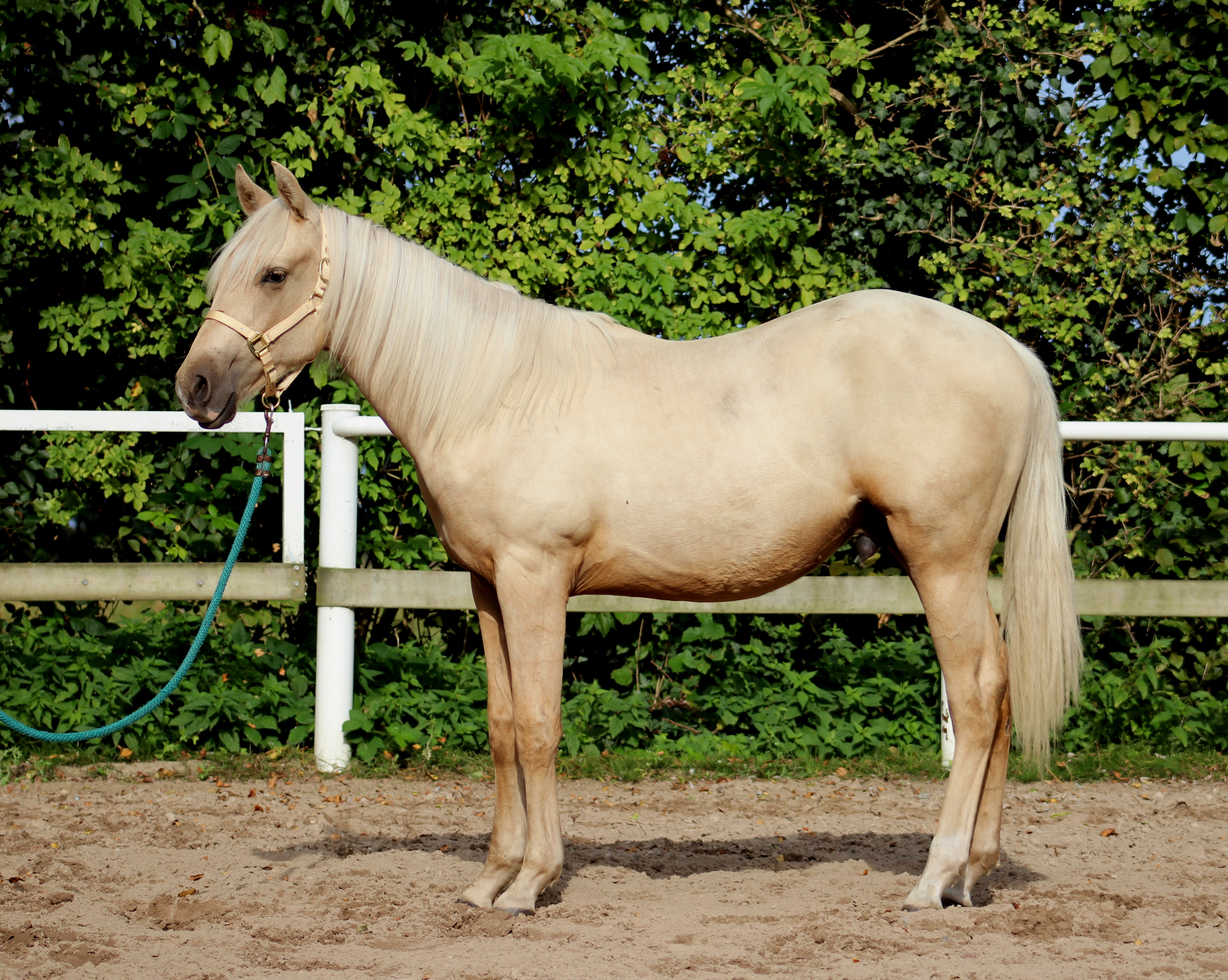 Crome N Shine