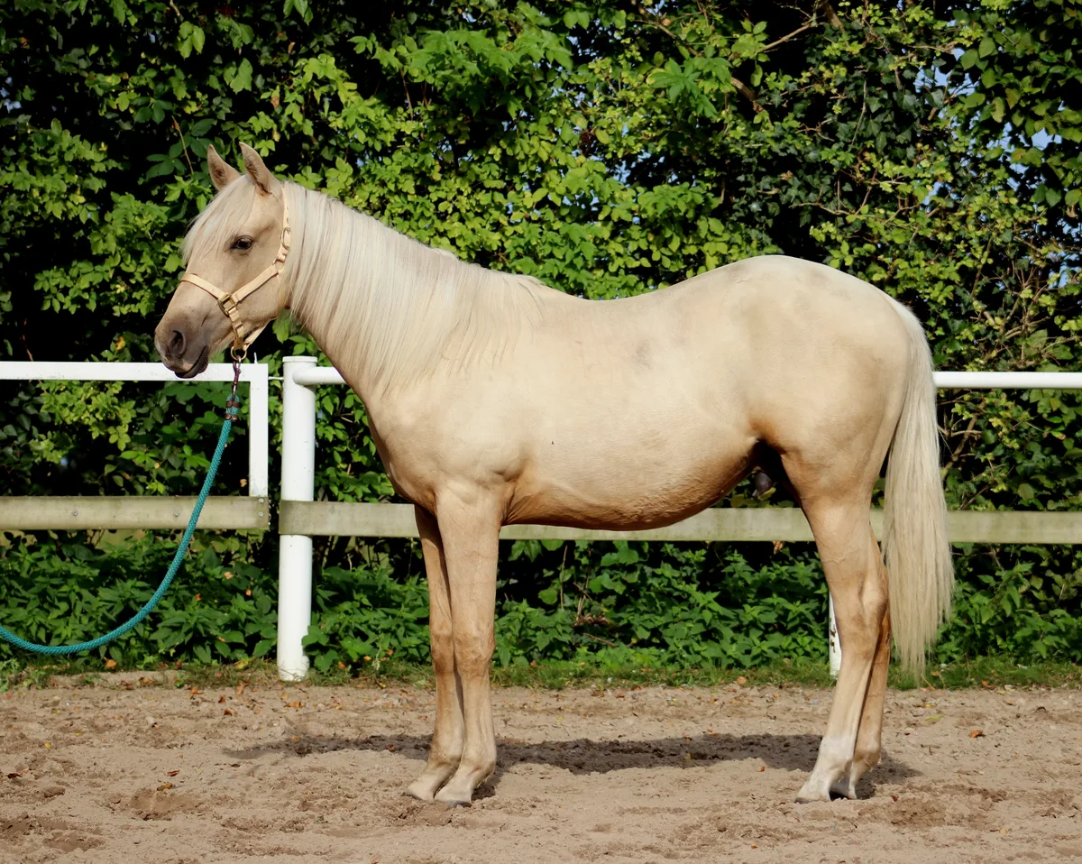 Crome N Shine