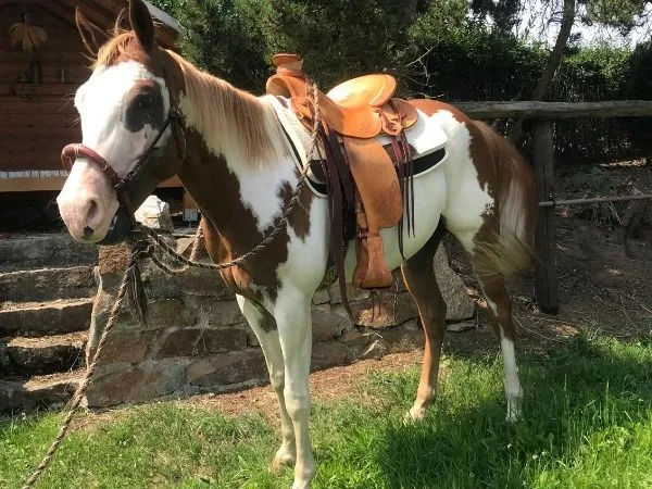 Whata Lucky Luke