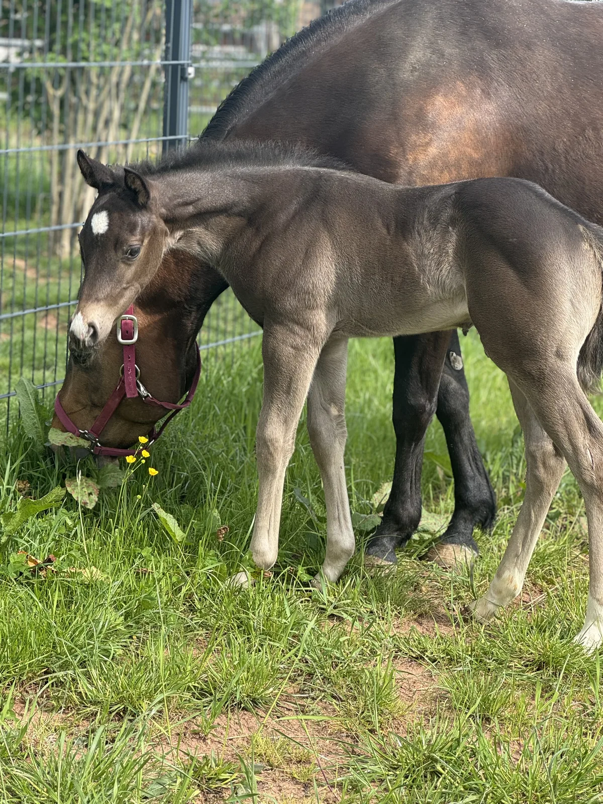 2025 colt by Call Me Mr Voodoo
