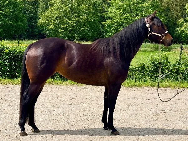 Zhivas Imotion