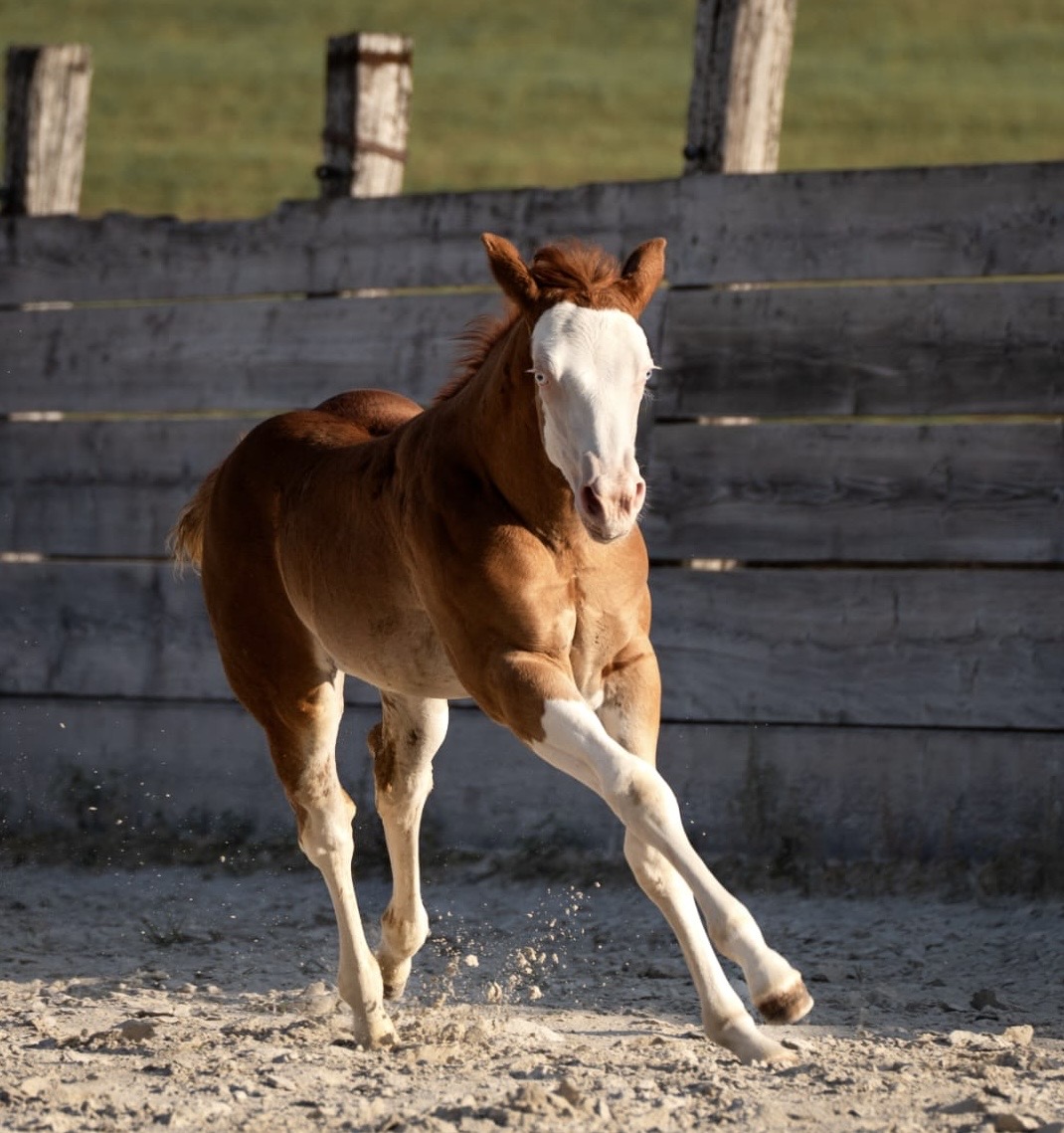 2025 splash filly