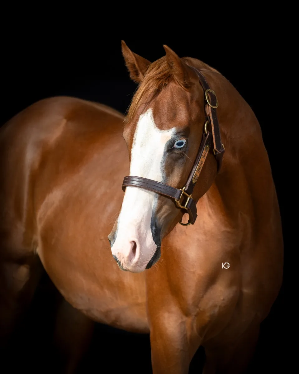 2YO REINING Prospect