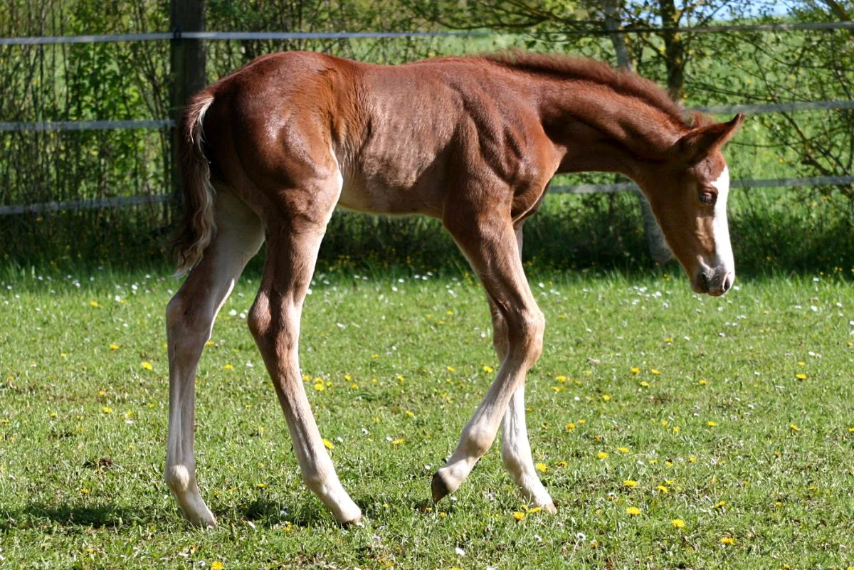 Colt 2026 by TRICKED OUT SPOOK x CUSTOM CROME