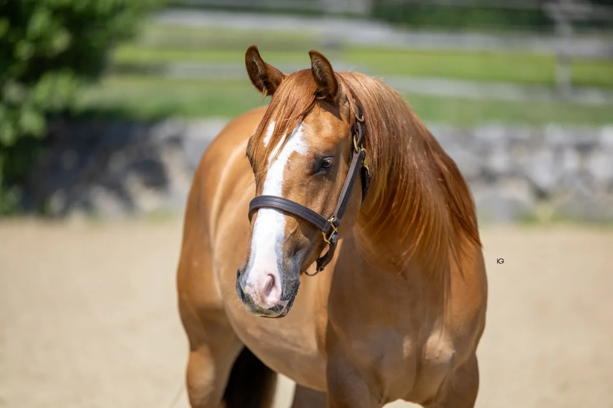Paximum Crome