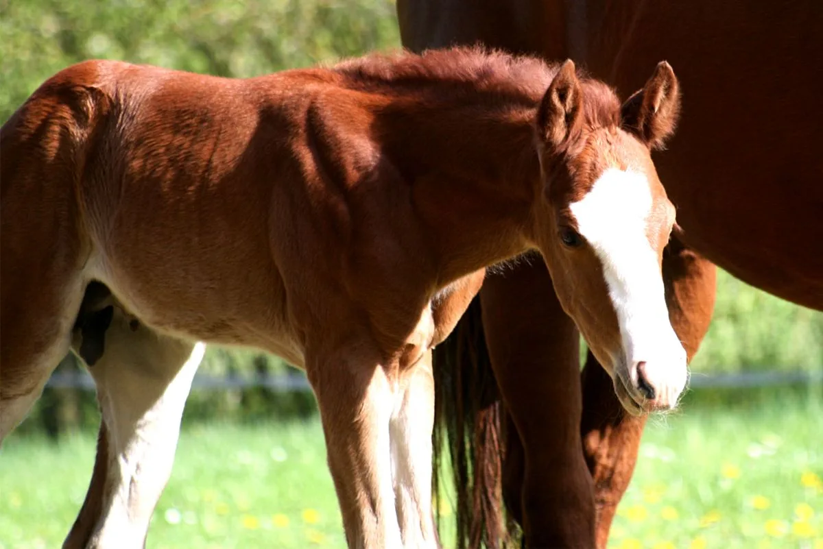 Colt 2026 by TRICKED OUT SPOOK x CUSTOM CROME