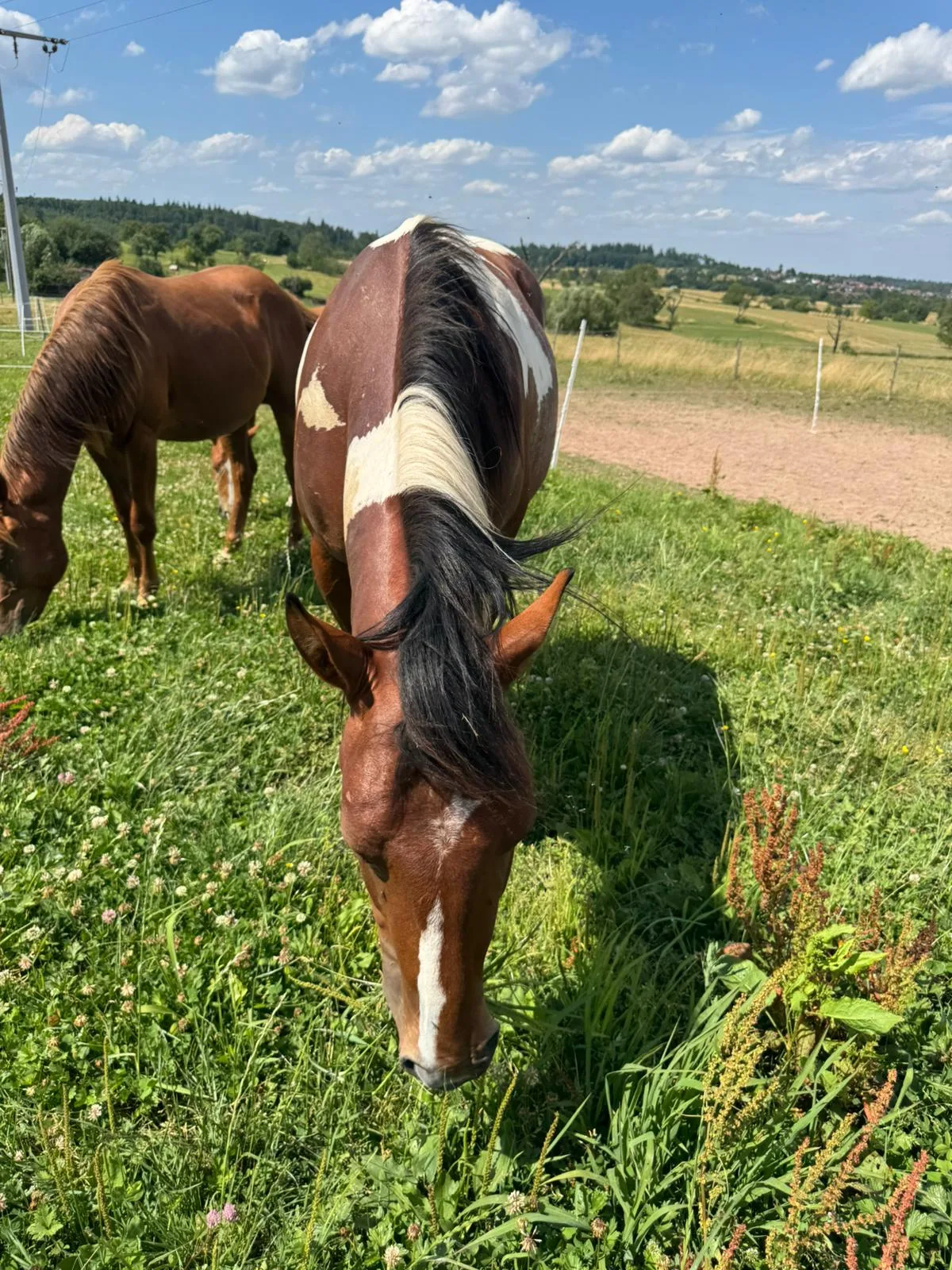 SW Monty Magic Moon