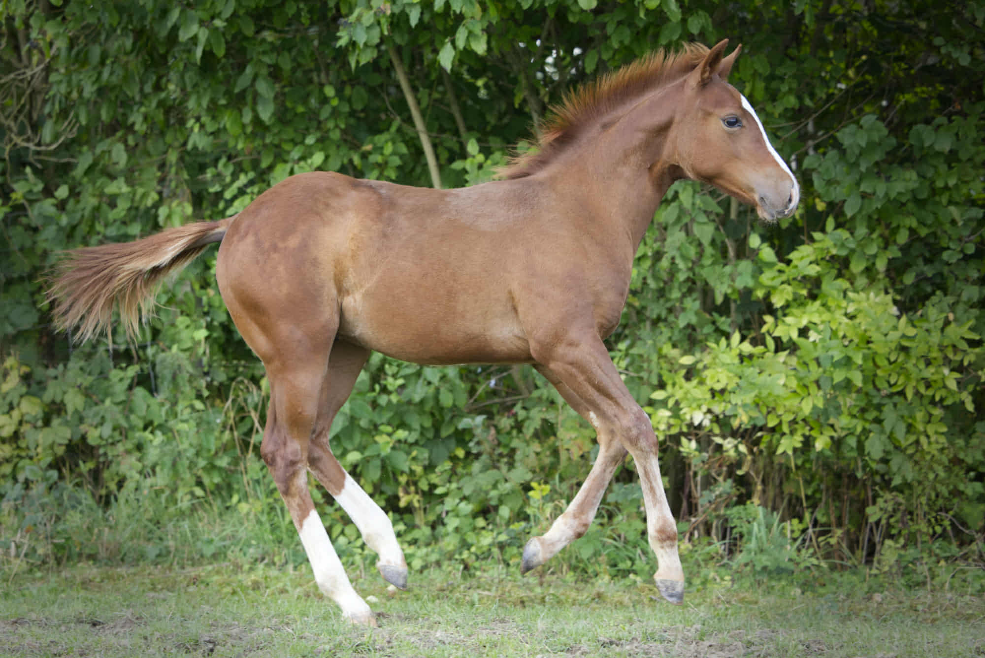 Rosebud N Chrome