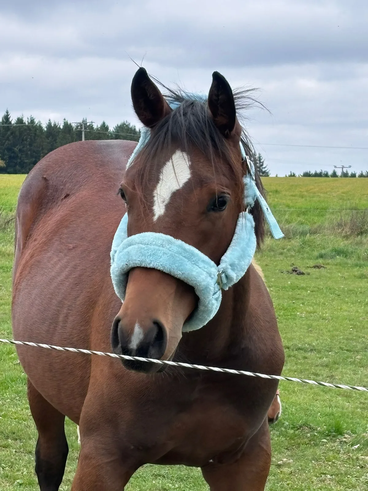 My Blue Charm