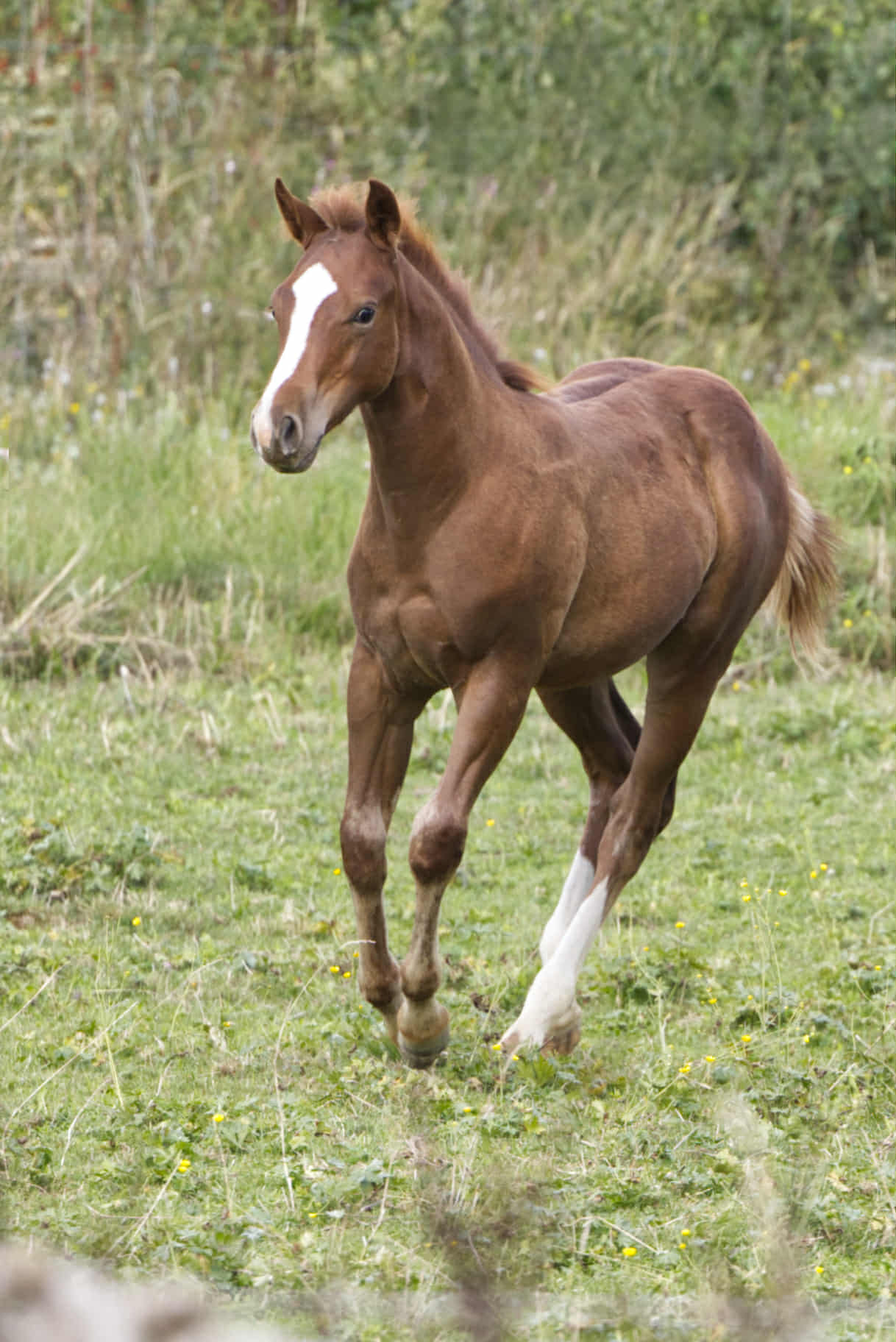 Rosebud N Chrome