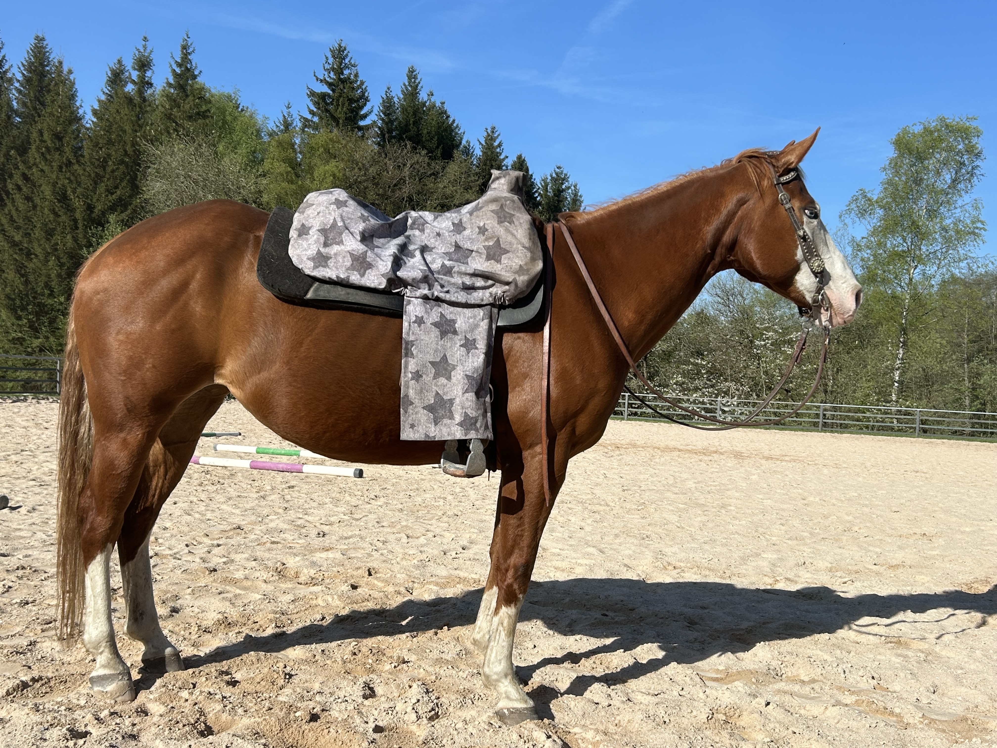 QH Stute