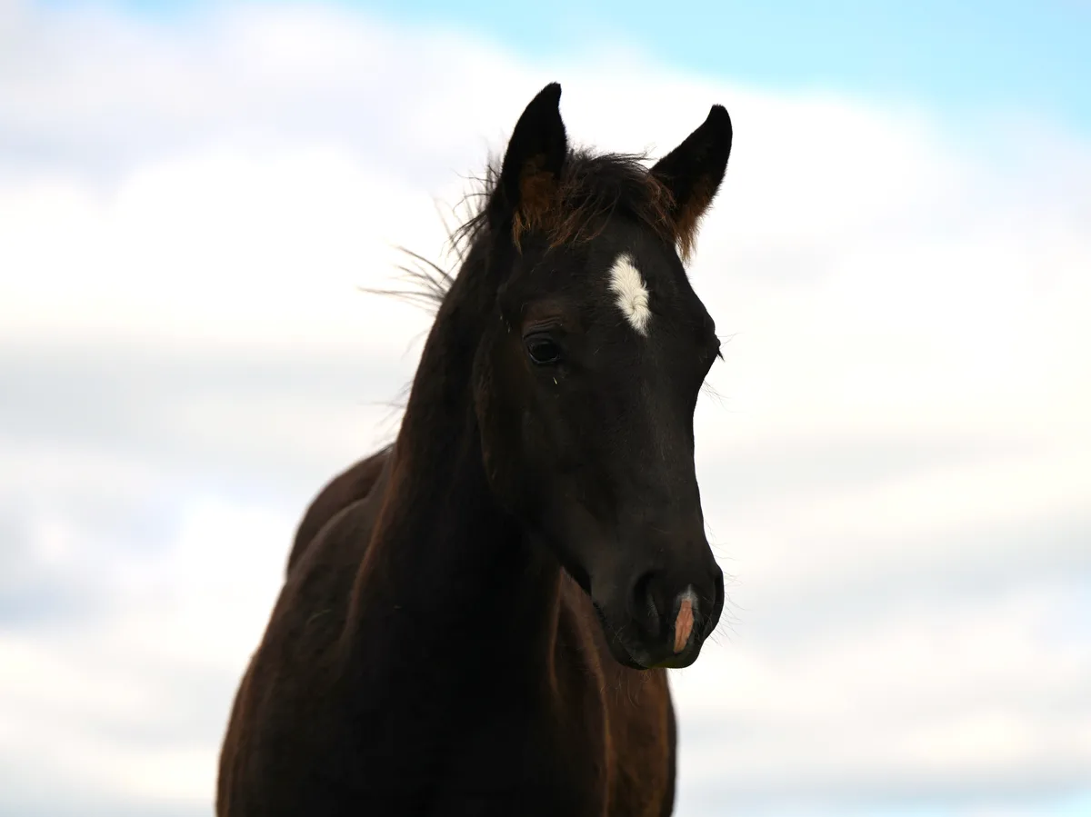 APACHES LITTLE STAR aka BÄR