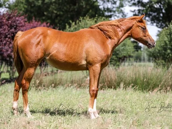 Lopin Lucinda
