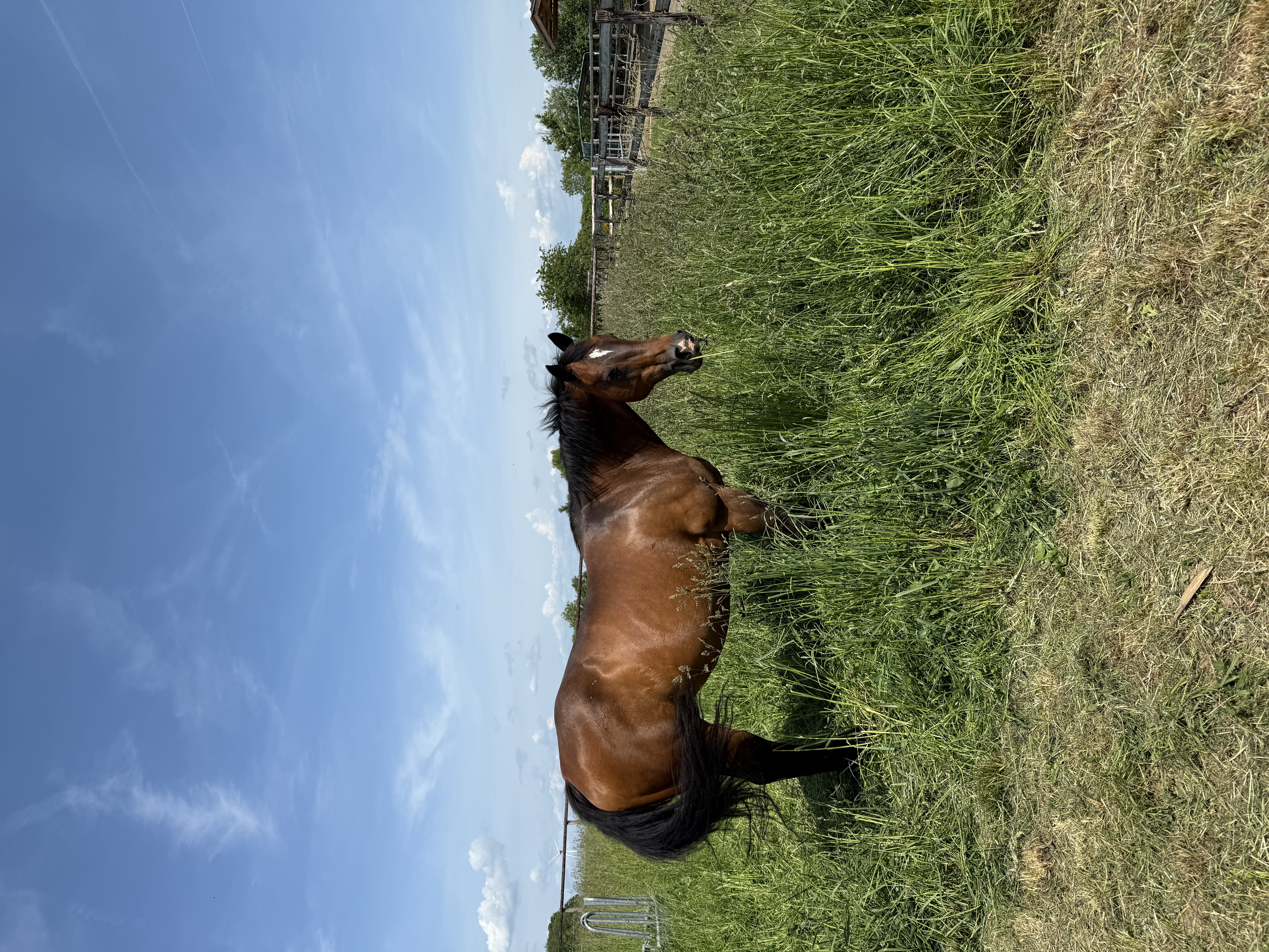 2 for 1 Venus Vintage with filly