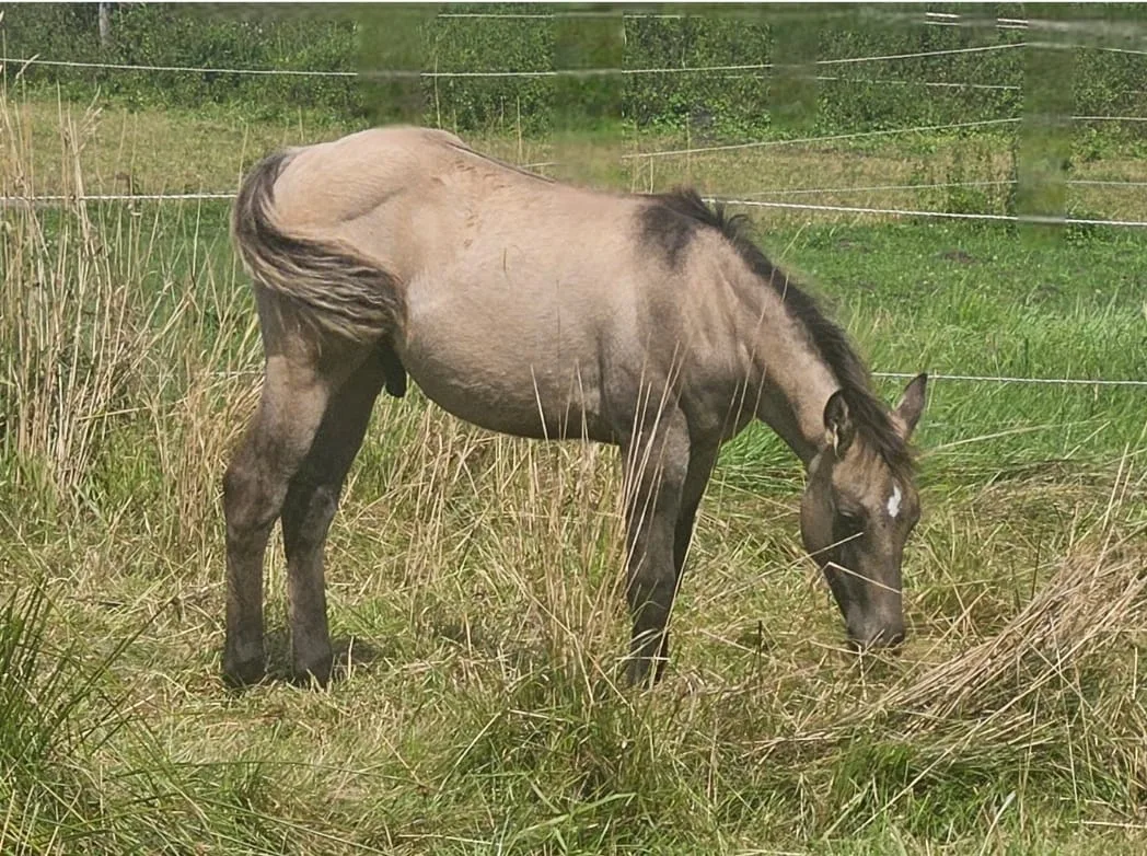 Ruf In Vegas NM