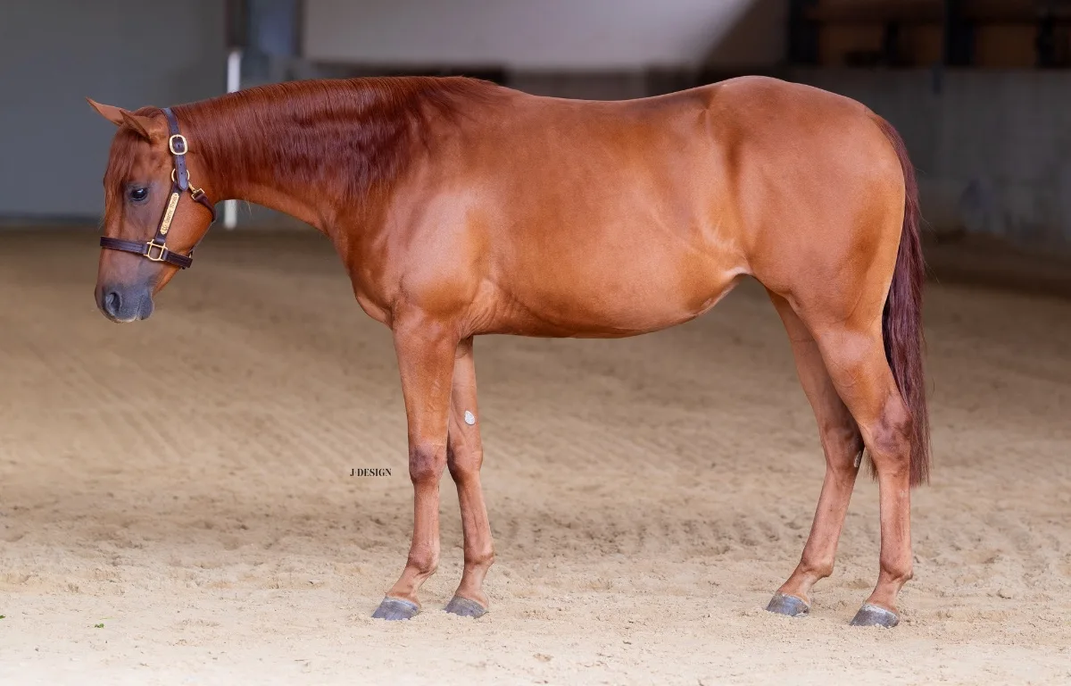 Futurity Prospect 3YO 