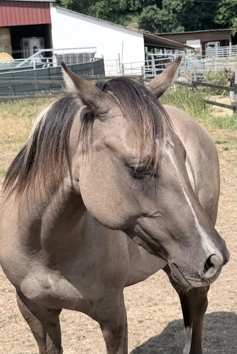 GA Lil Silver Twist  2