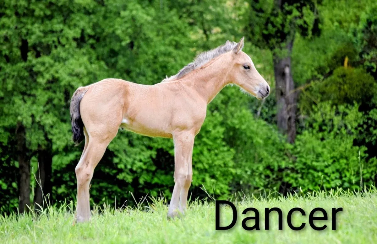 Dancer 