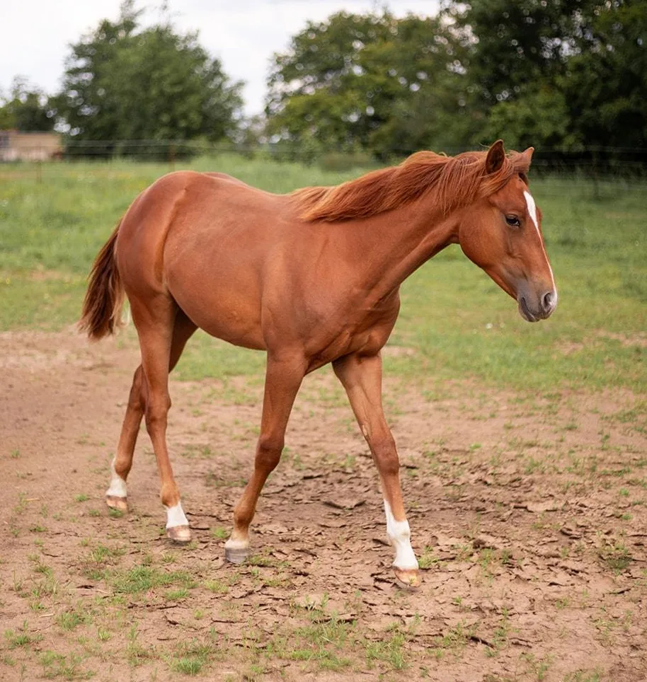 Mr Dual Diamond Dancer