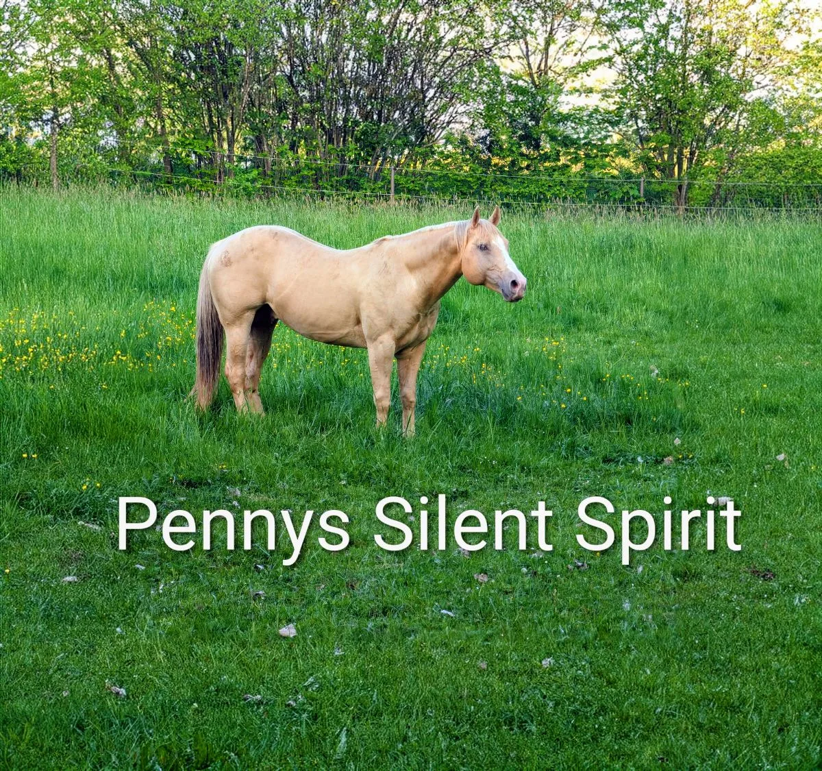 Dry Doc Silent Lilly 