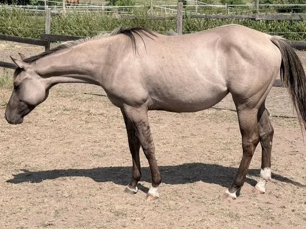 GA Lil Silver Twist 