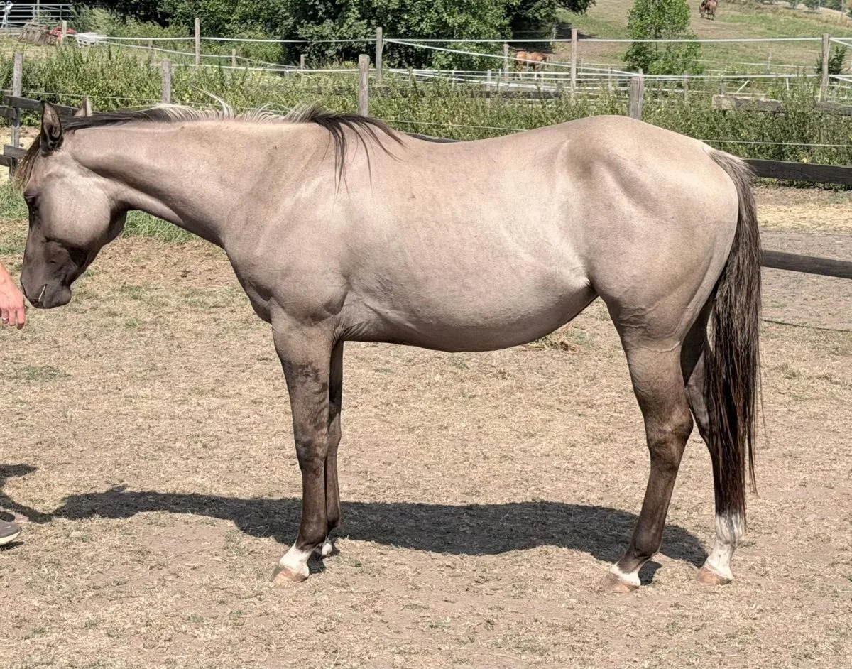 GA Lil Silver Twist  4