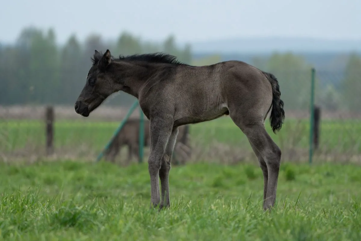 A Sparkling Vintage filly - name pending 4