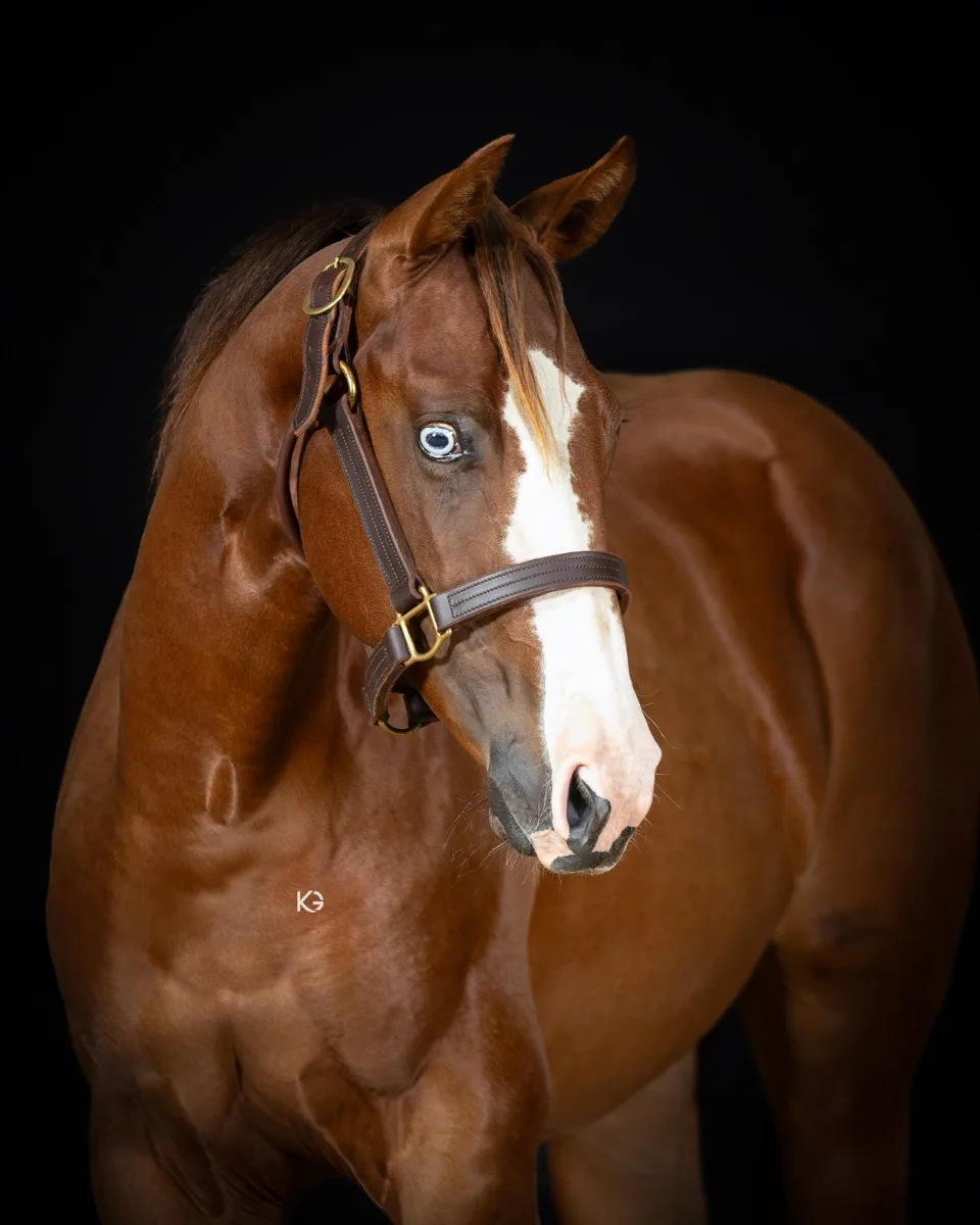 2YO QH Stute - Reining Prospect