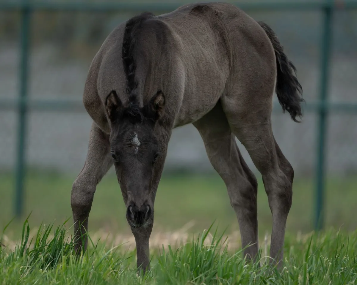 A Sparkling Vintage filly - name pending 2