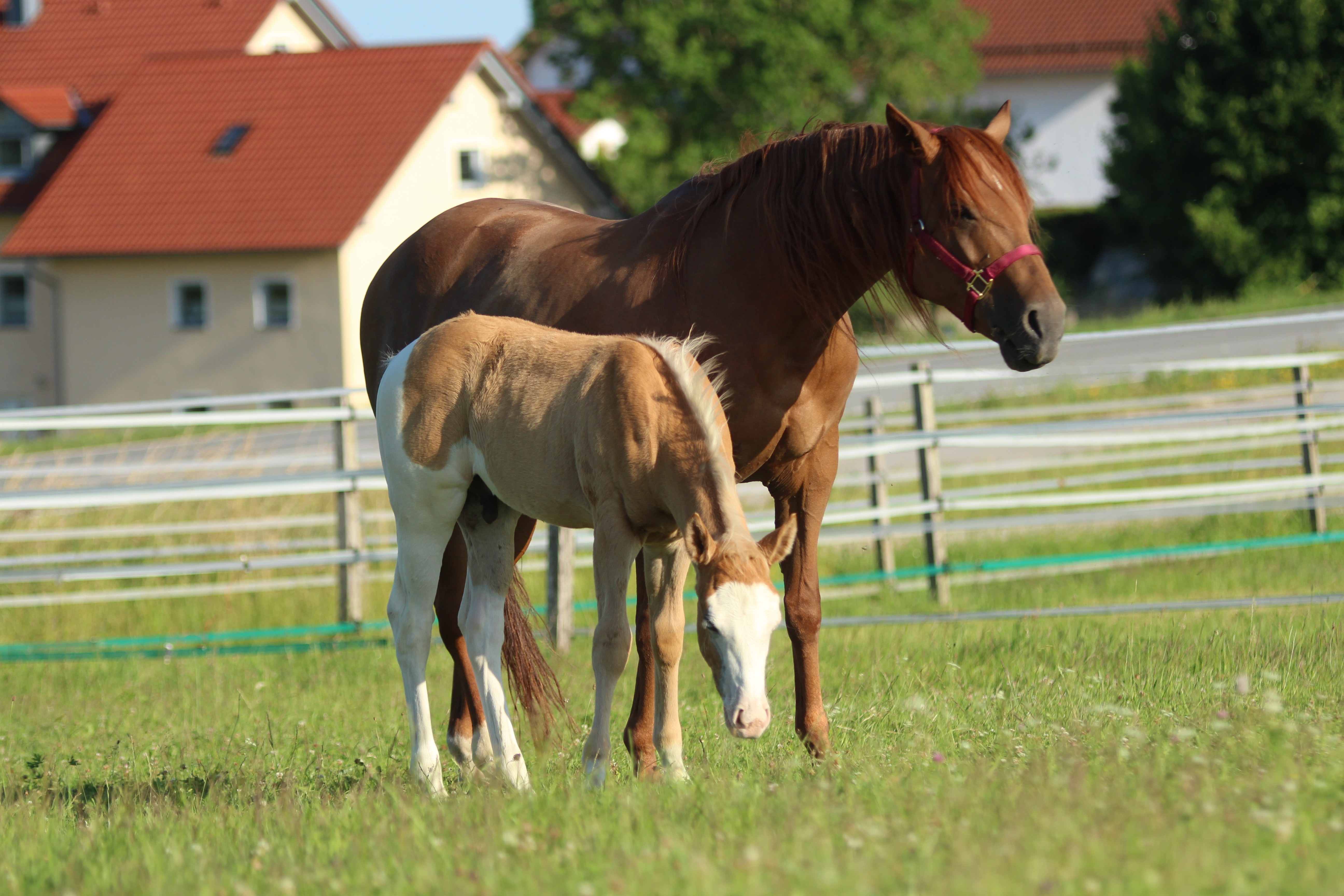 2025 Colt by SPOOKS GOTTA SPARK