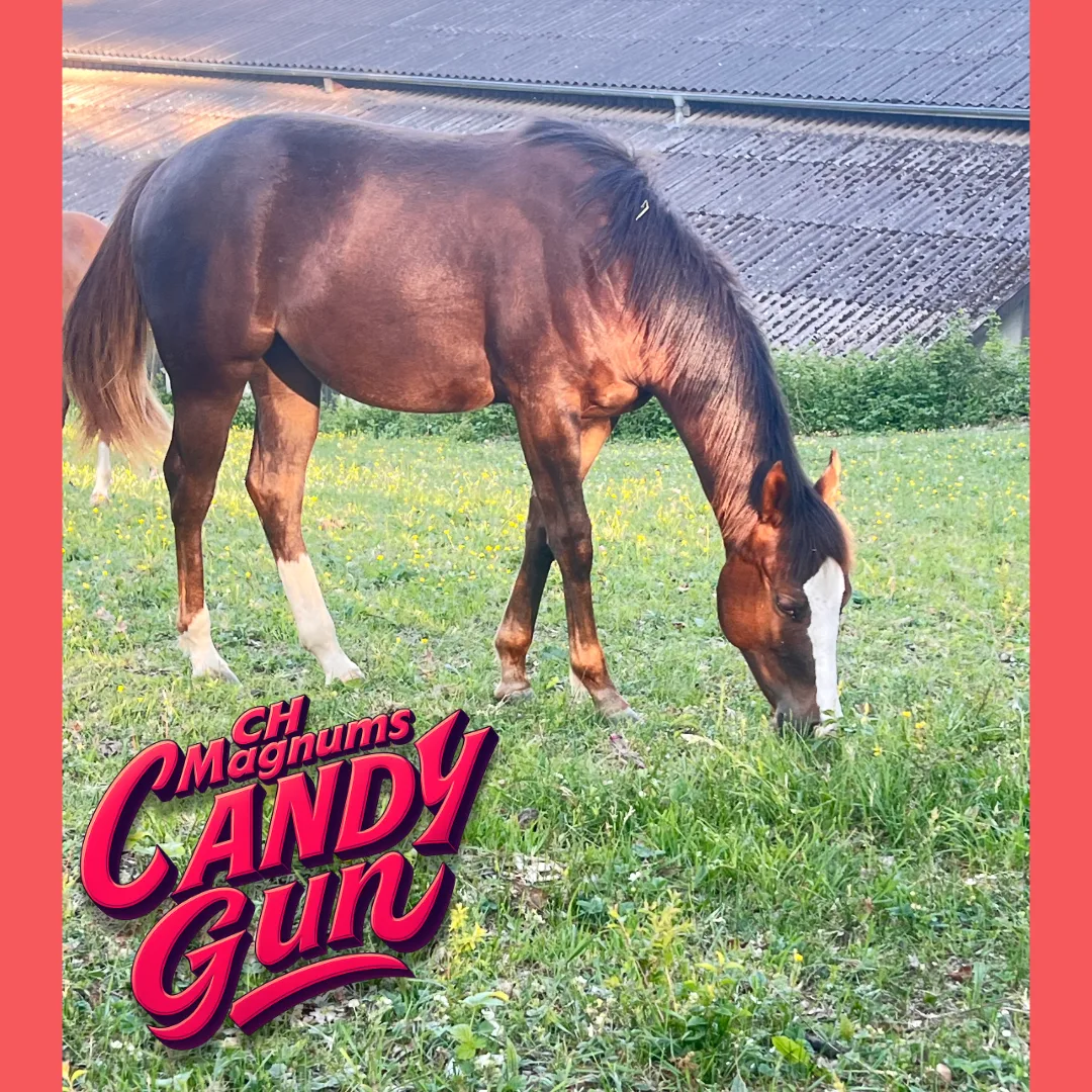 CH Magnums Candy Gun by RUF LIL MAGNUM