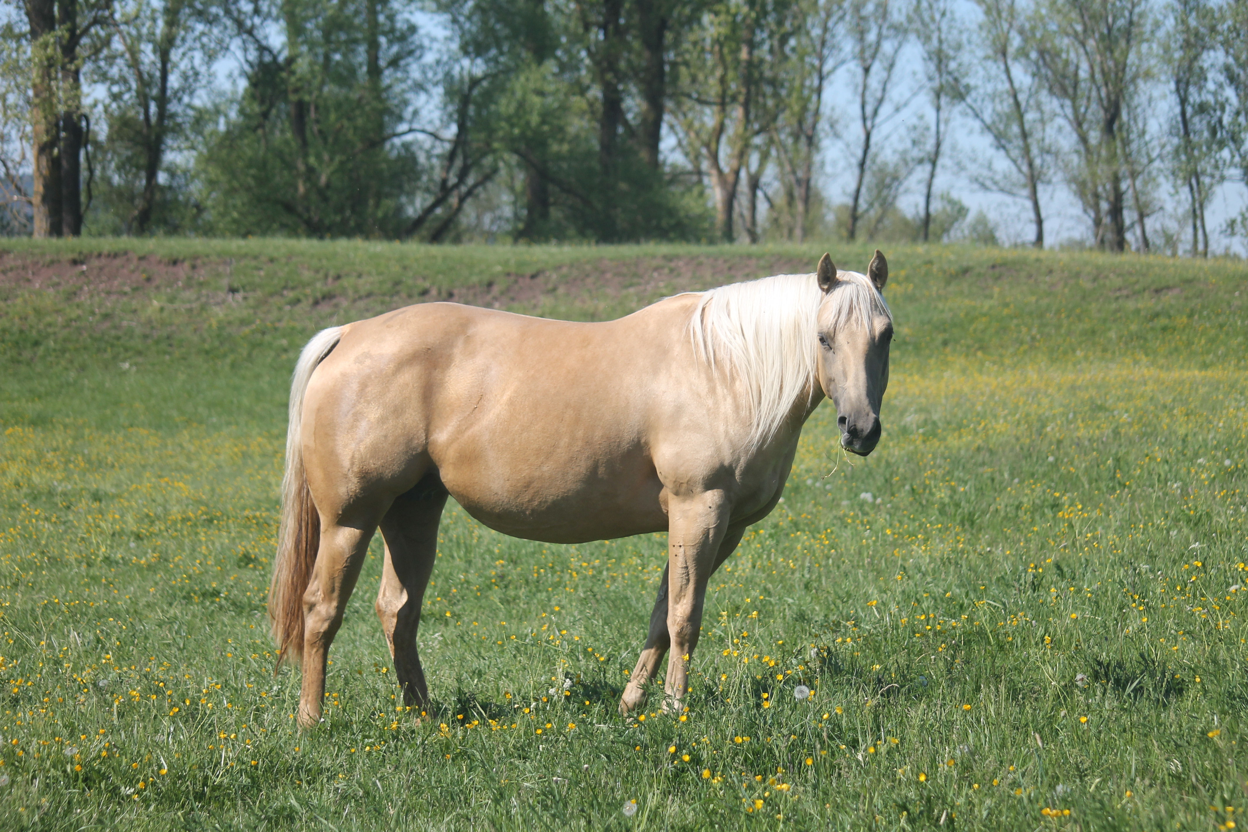 Elta Whiz Gold