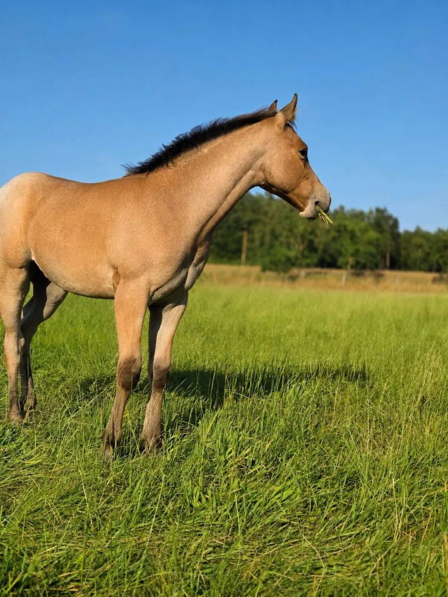 Saltys Ember June 3