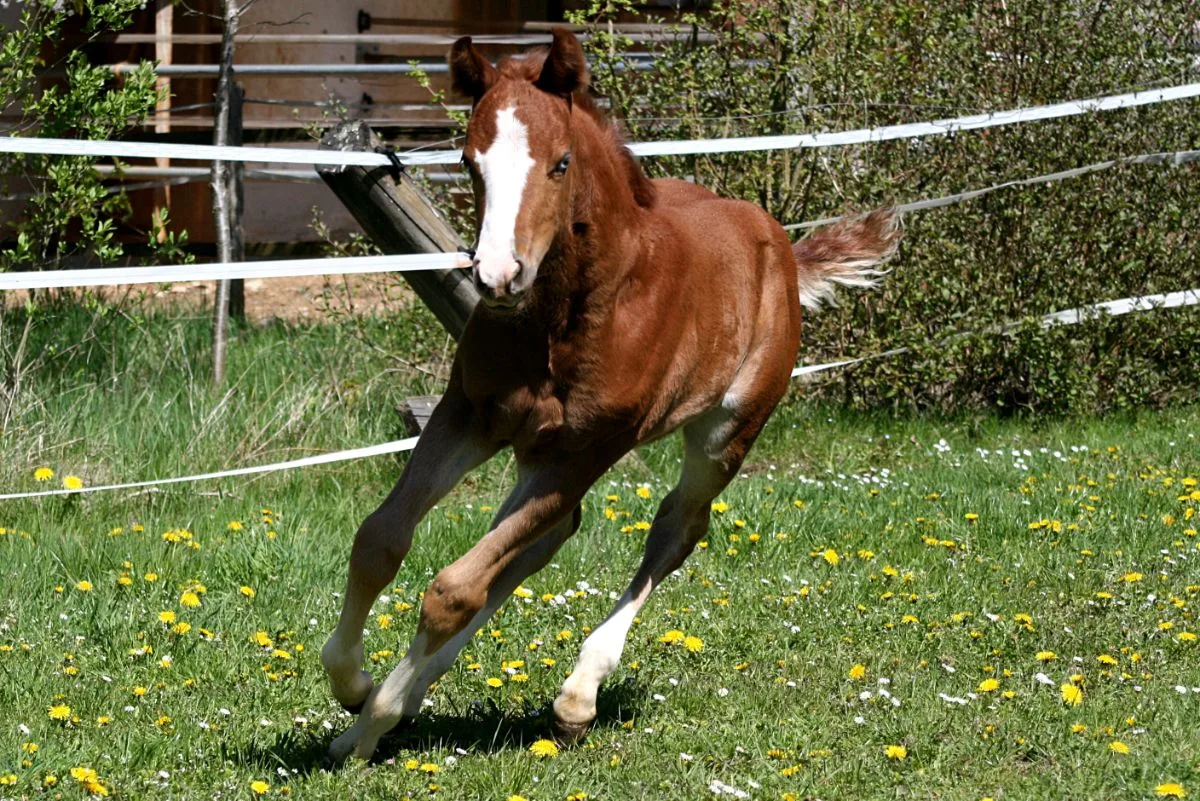 Colt 2026 by TRICKED OUT SPOOK x SMART SPOOK x CUSTOM CROME