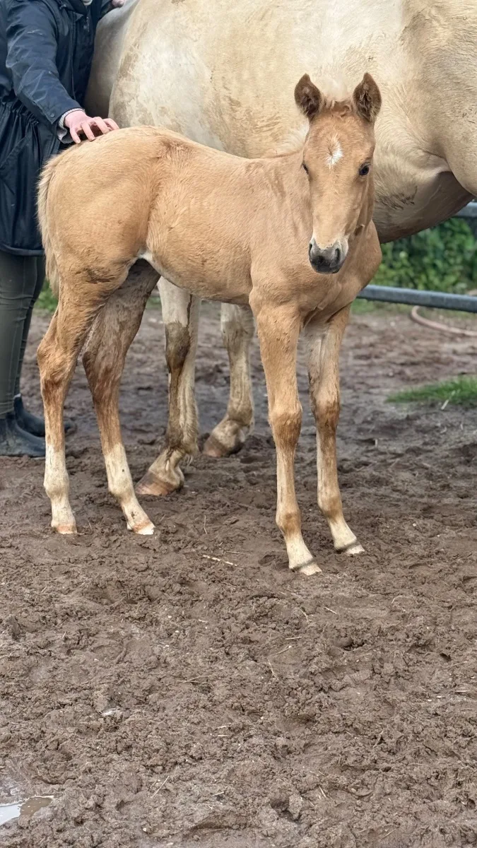 Si Ruf Lil Diamond ( Pending ) 