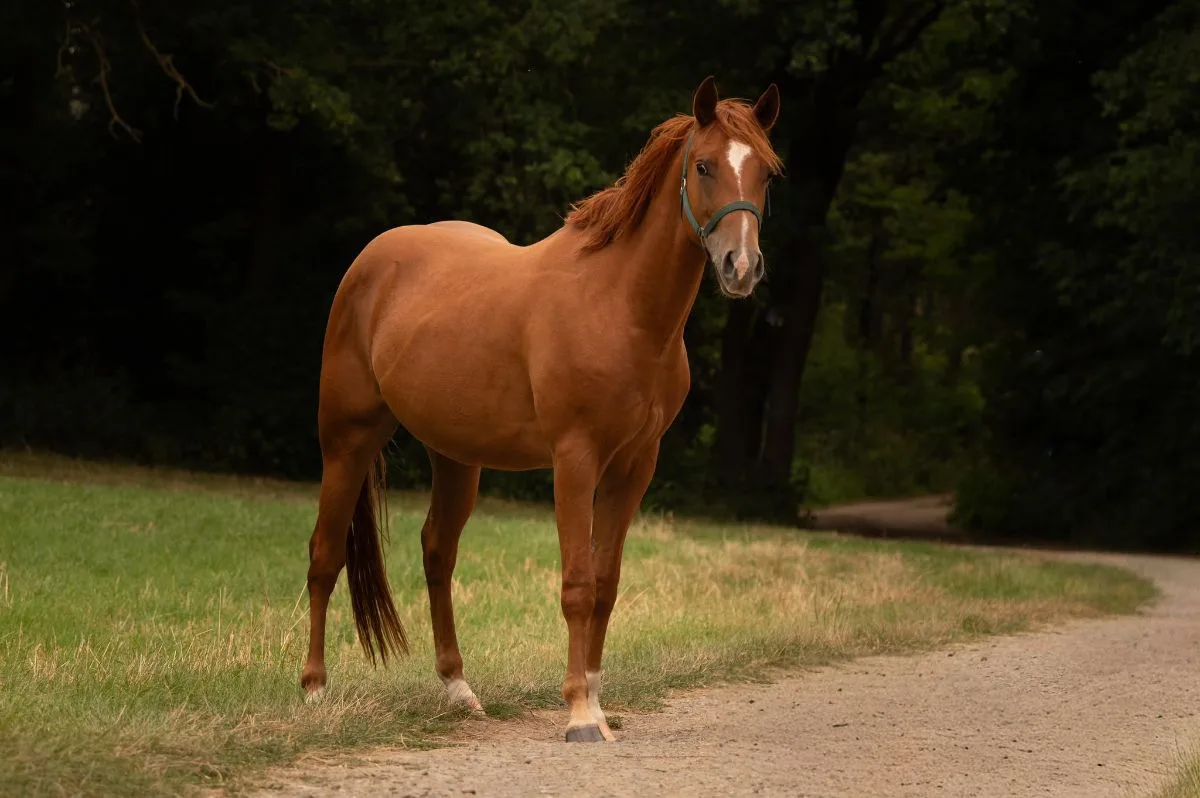Mr Dual Diamond Dancer  5