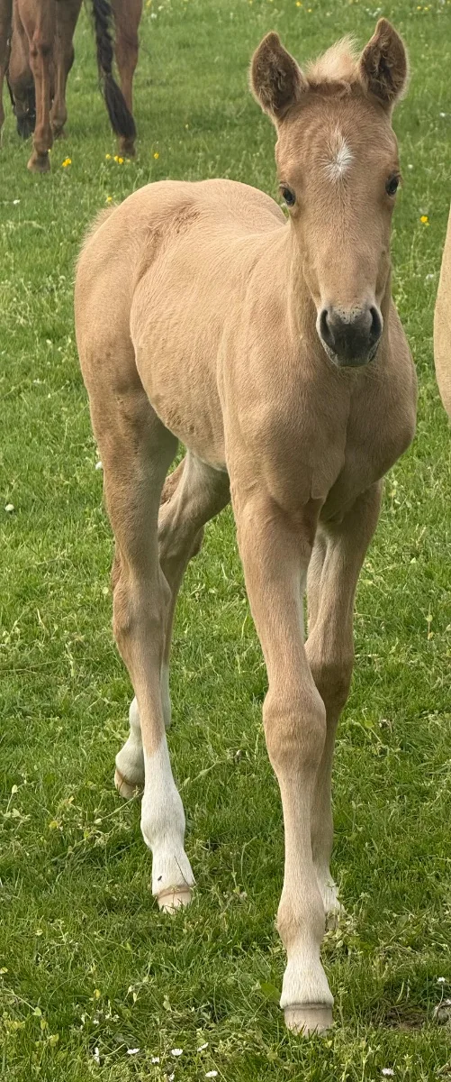 Si Ruf Lil Diamond ( Pending ) 