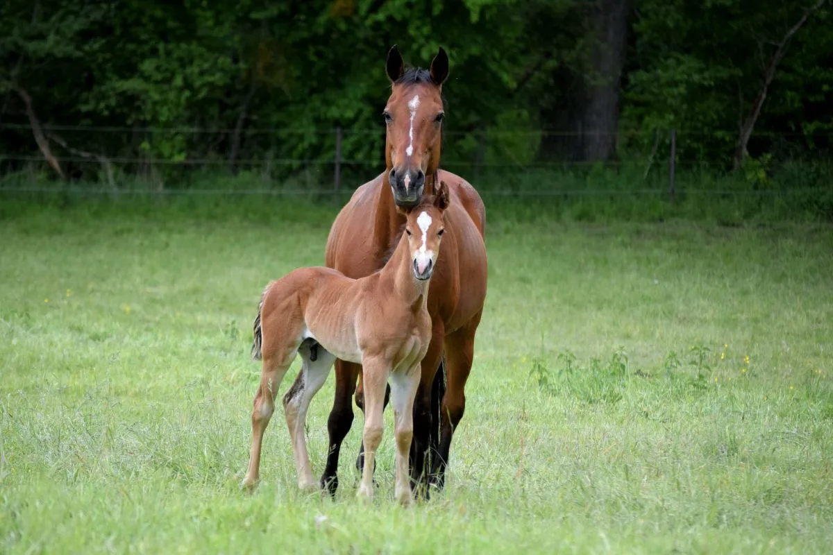 Dry Doc Silent Lilly 