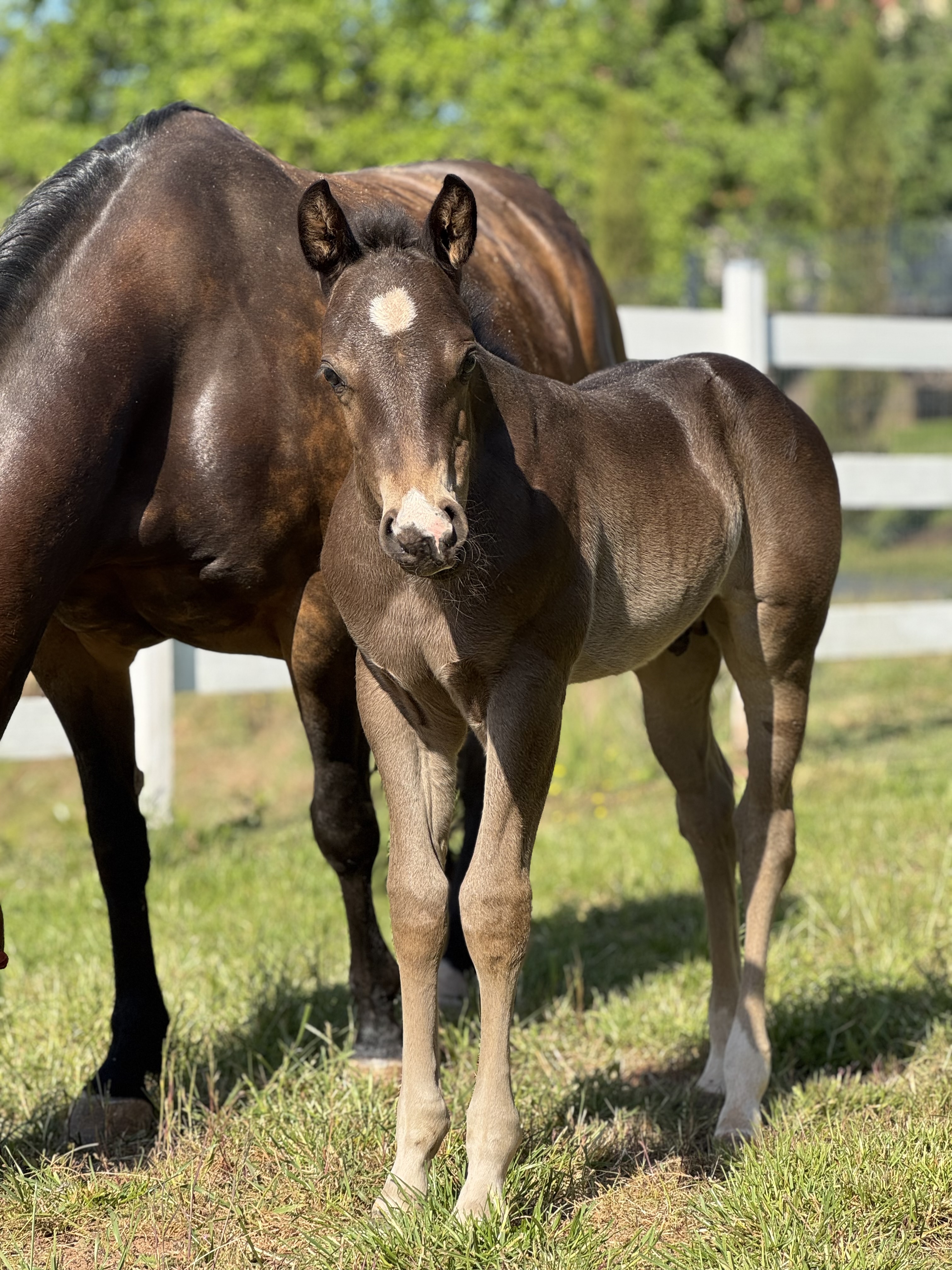 2025 colt by Call Me Mr Voodoo