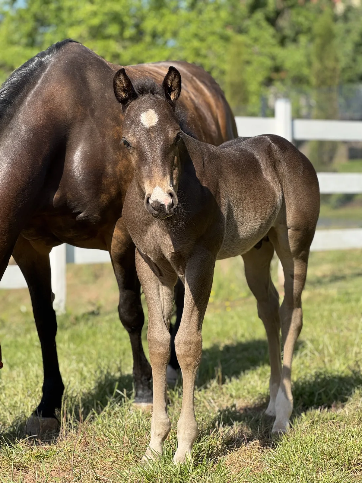 2025 colt by Call Me Mr Voodoo