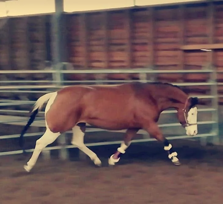 Gunnerbelle