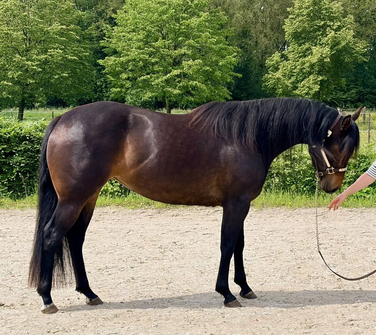Zhivas Imotion