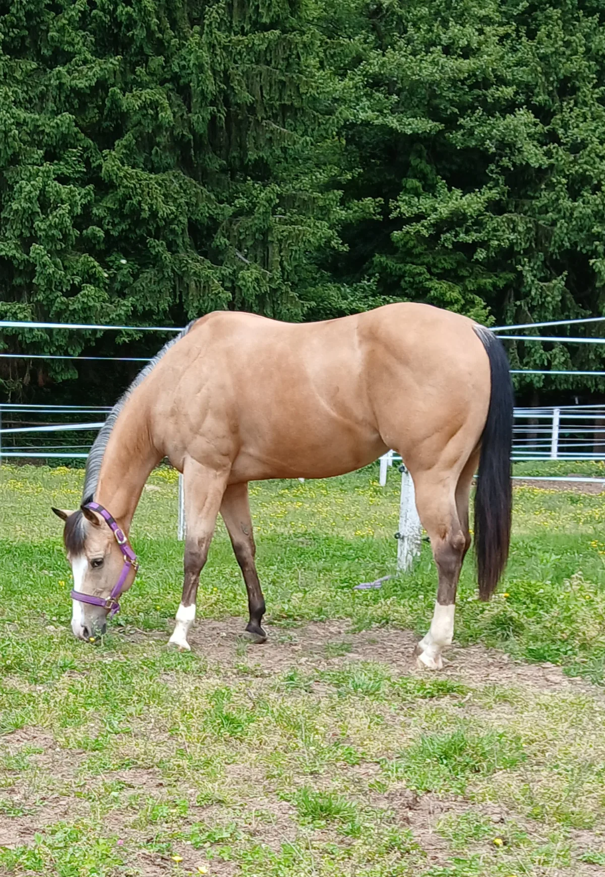 Texas Lady