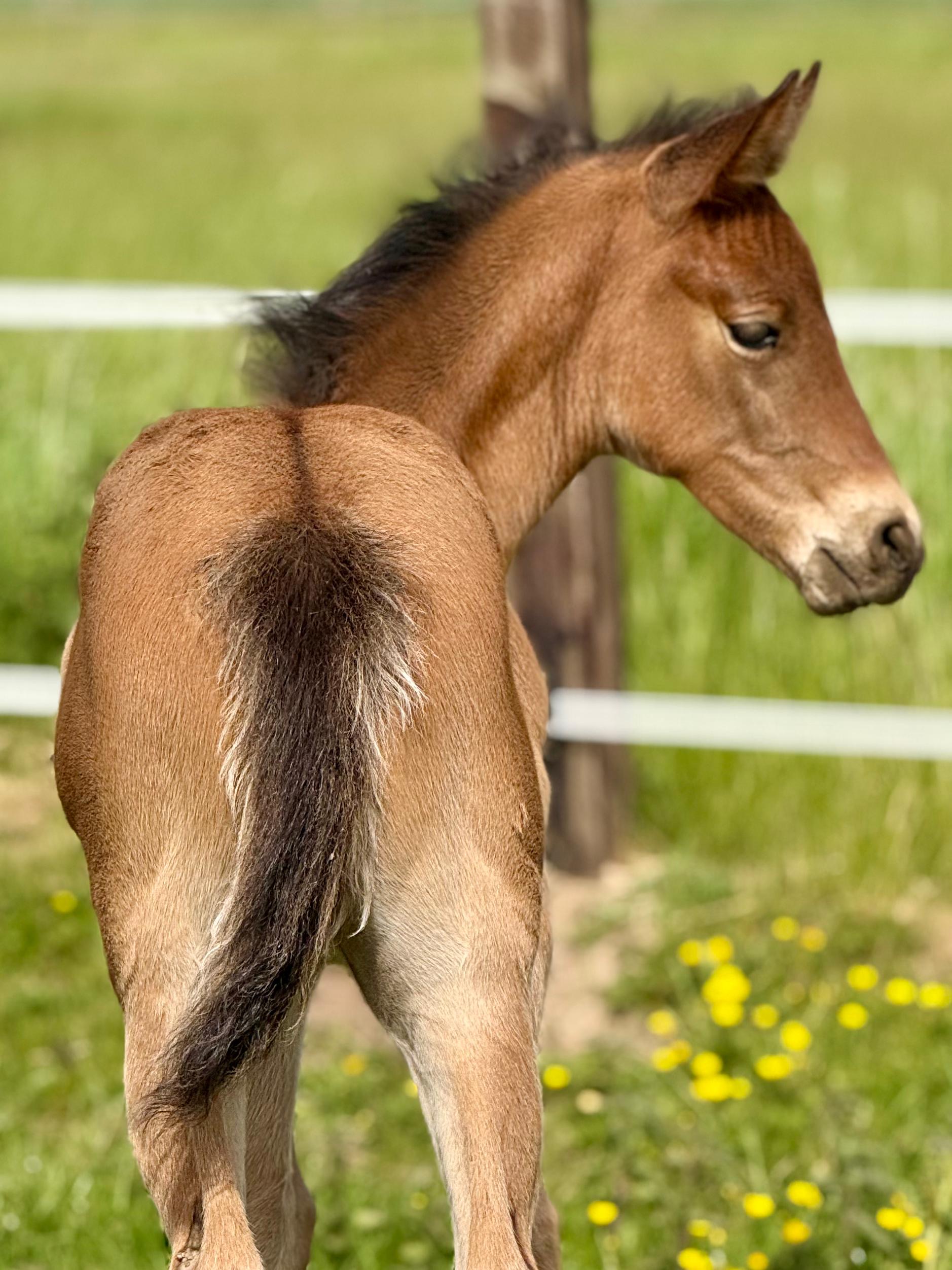 Filly by GUNNER DUN IT AGAIN