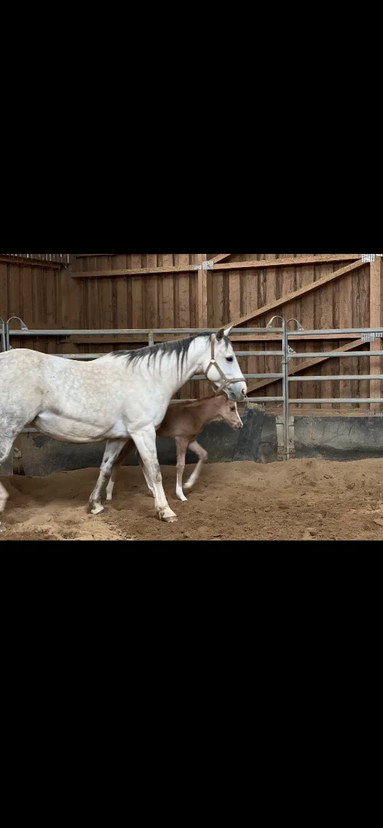 NW MISS GUNS WHITE 