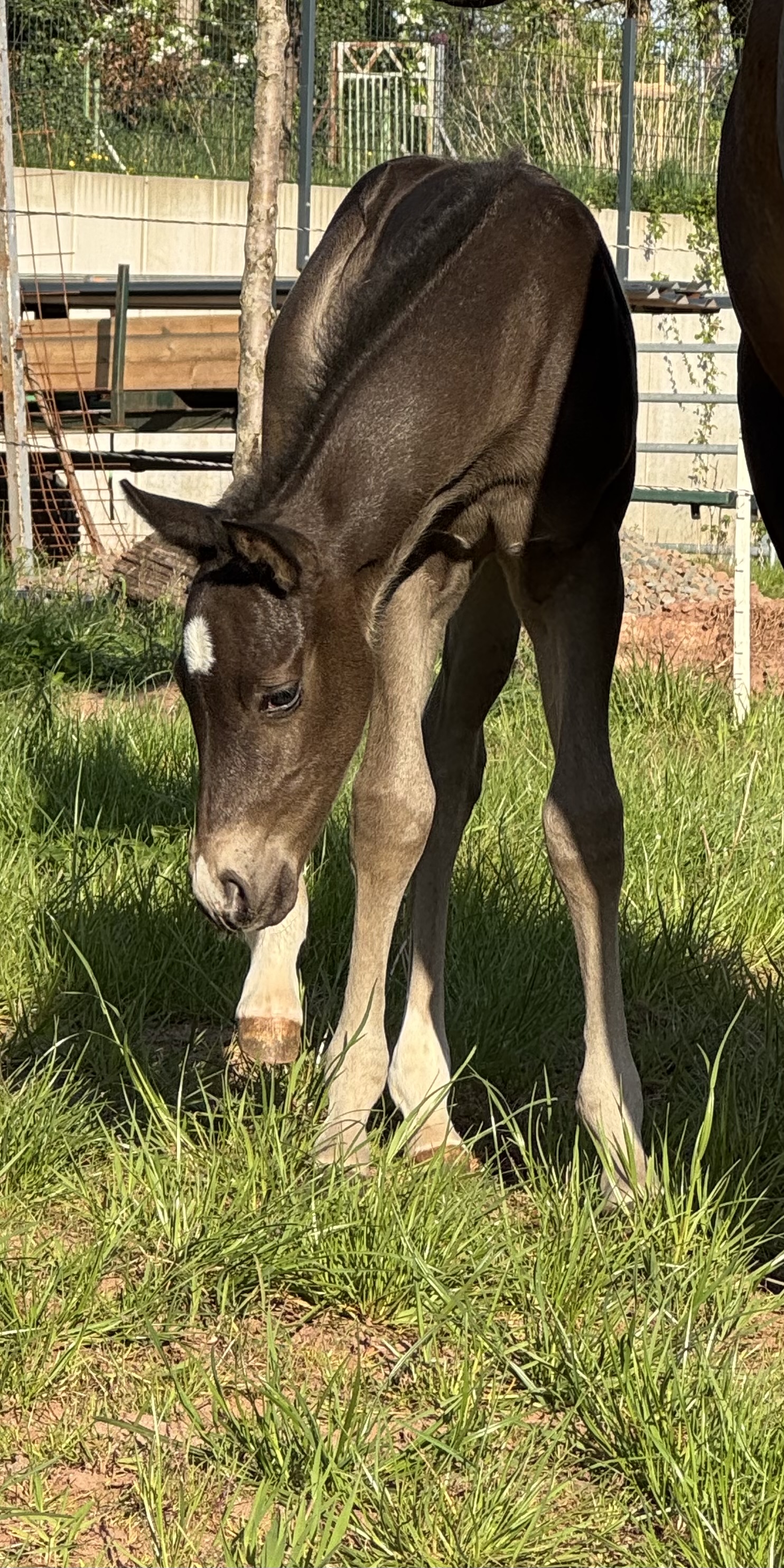 2025 colt by Call Me Mr Voodoo