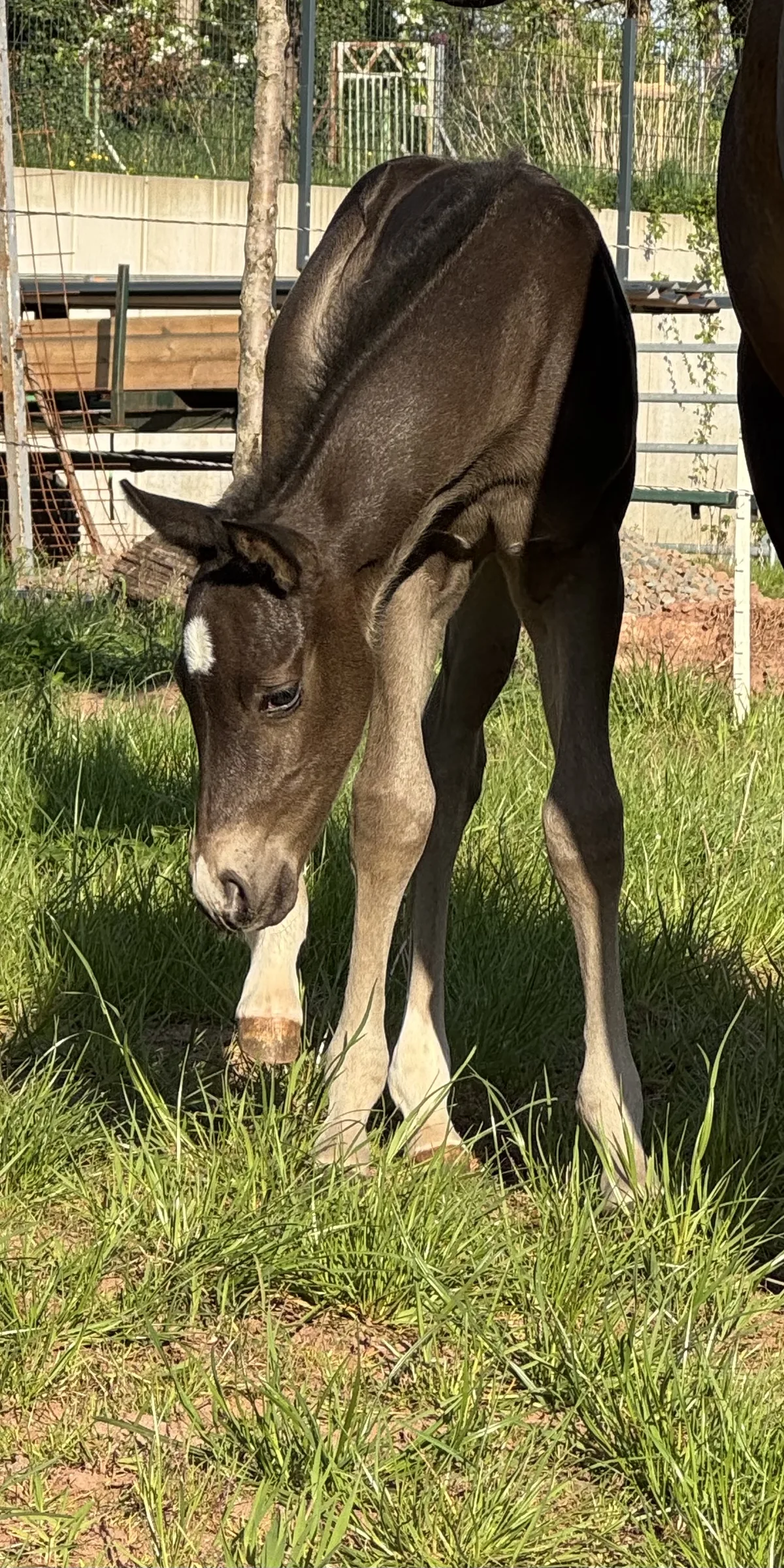 2025 colt by Call Me Mr Voodoo