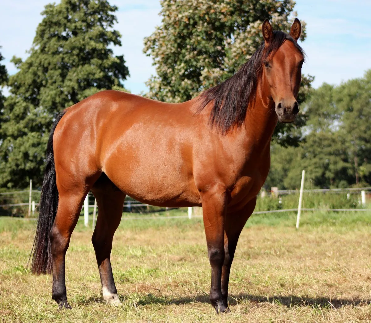 SR Walla Whiz Flash
