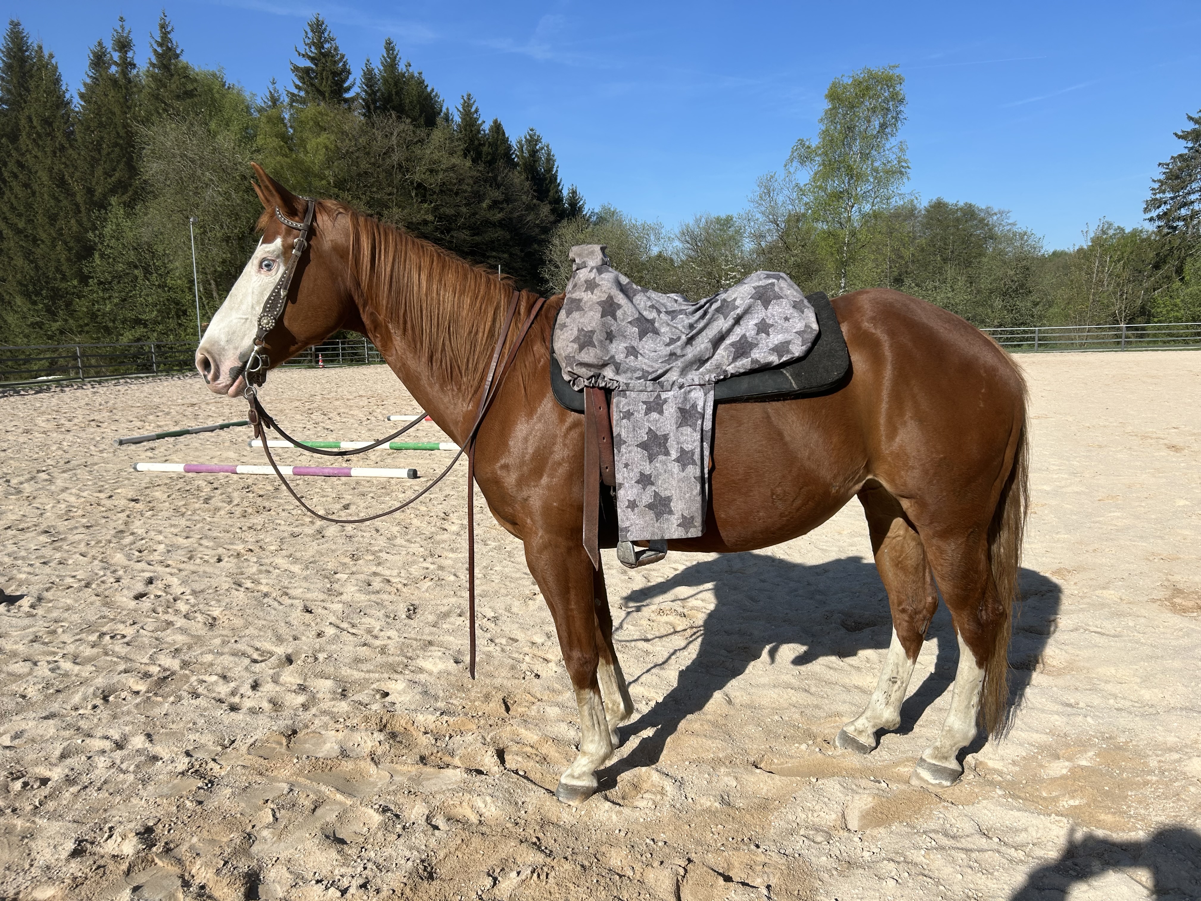 QH Stute