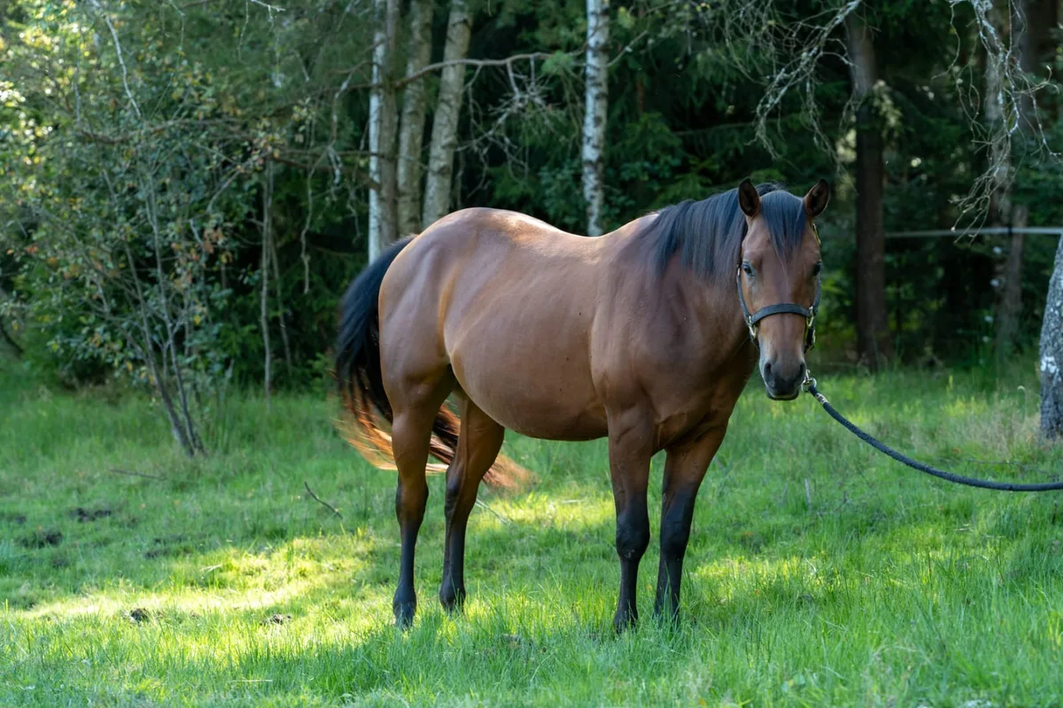 Roche Dee Grande